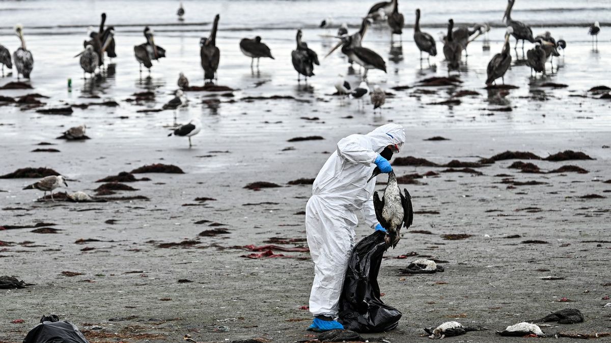Fotky: Záhada v Chile. Pláže pokryly tisíce mrtvých vzácných ptáků